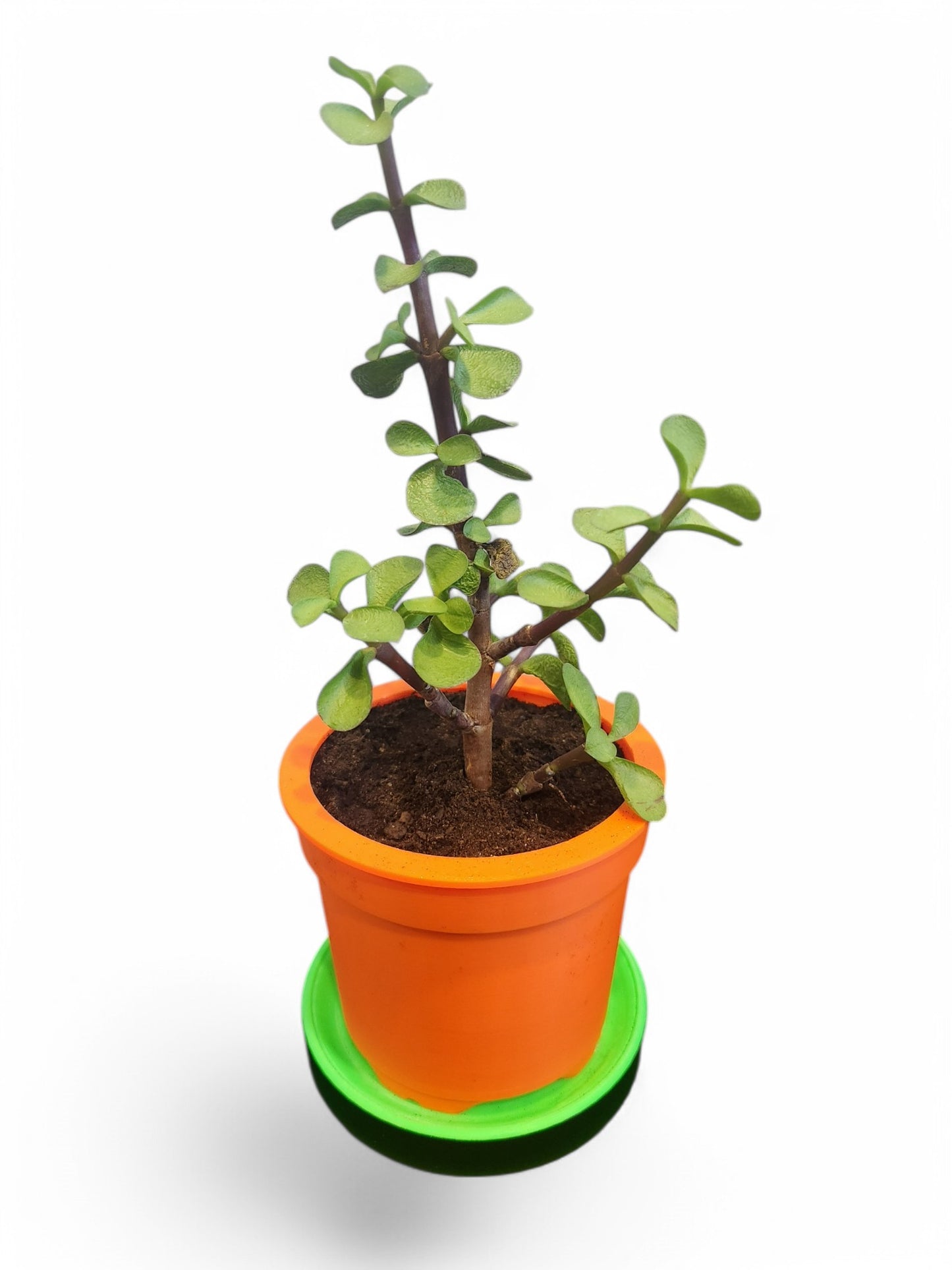 Small Plant Pot with Saucer