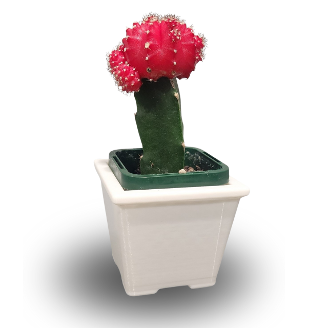 Mini Pot Plant